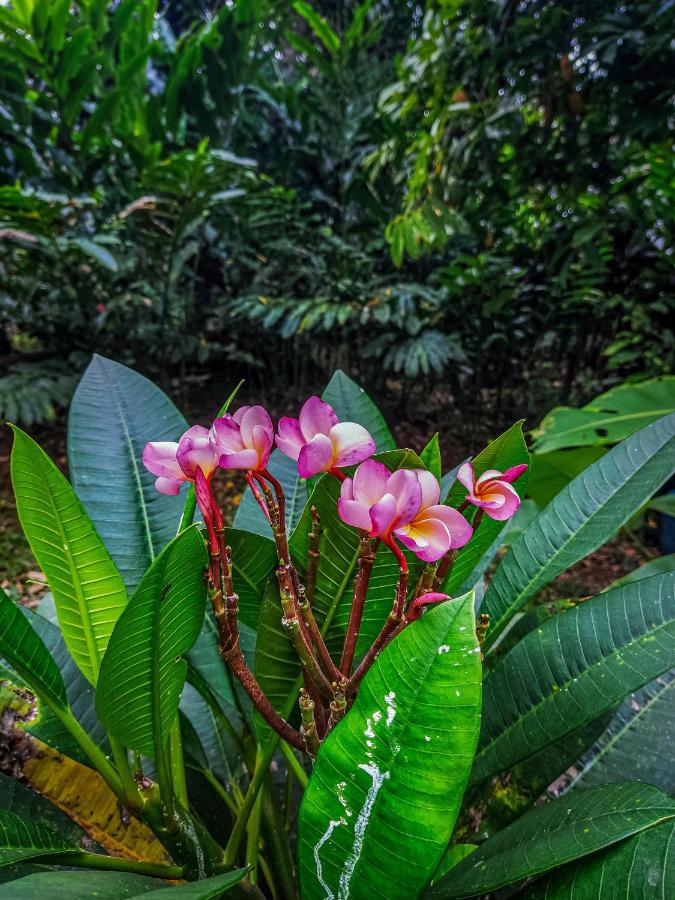 K'Erenda Homet Reserva Natural Puerto Maldonado Dış mekan fotoğraf